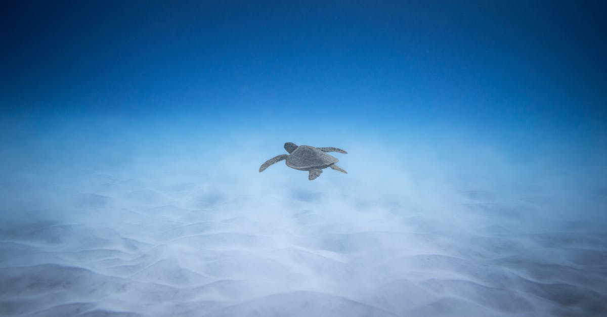 adorable-marine-turtle-swimming-underwater-of-blue-ocean-near-sandy-bottom-in-sunlight-4339038