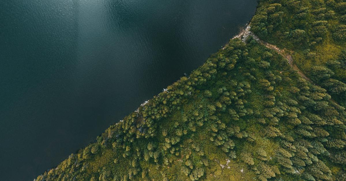 aerial-view-of-sea-near-vast-field-of-trees-9429063