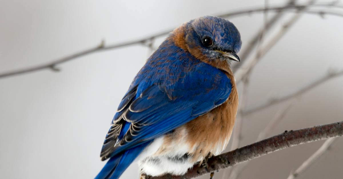 photography-of-small-blue-and-brown-bird-1494200